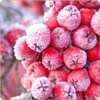 Red Frosty Fruit Aroma- by Dark Burner Red Frosty Fruit Aroma- by Dark Burner